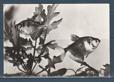 CPSM vers 1960  faune animaux