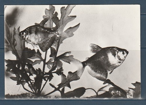 Cpsm vers 1960 faune - cpsm,