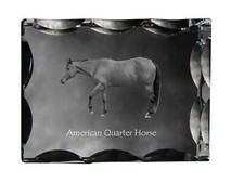 Quarter Horse américain cadre