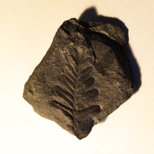 Feuille de fougère - 🌿,