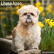 Calendrier 2026 - LHASSA APSO