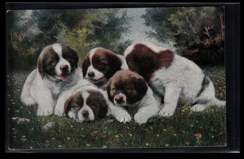 Saint bernard dog puppies - bernard,