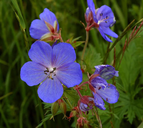 Graines géranium des - graines,