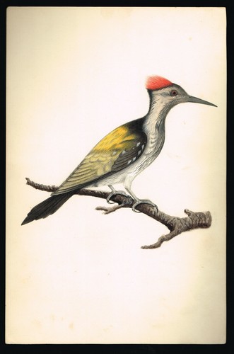 Peinture oiseau pic bois - pic,