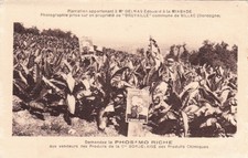 VILLAC plantation d'Edouard