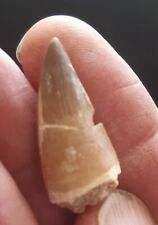 DENT de MOSASAURE Fossile