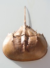 curiosity, taxidermy: limule 