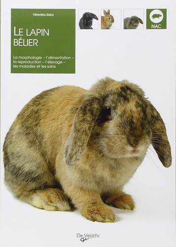 Lapin bélier zizka - lapin,
