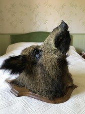 Vintage Trophée De Chasse Tête De Sanglier Taxidermie sur bois H50, L43, pro 43