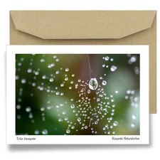 Carte postale papier aquarelle
