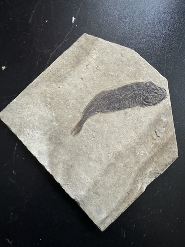 Fossil poisson lycoptera - poisson,