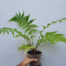 Cyathea Australis