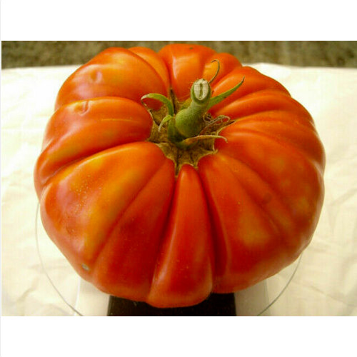 Tomate sicilienne géante - tomate,