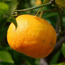 PLANTE DE MANDARINE SATSUMA en