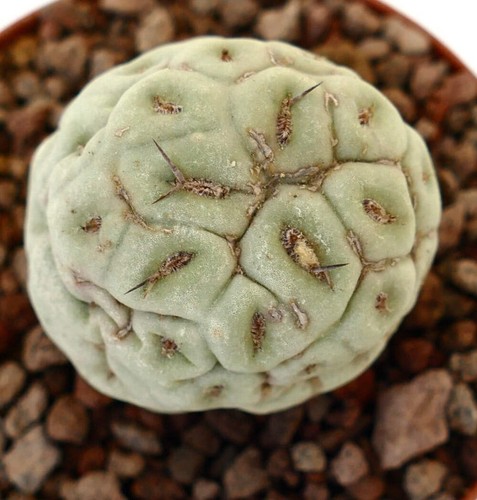 Tephrocactus geometricus one - geometricus,