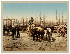Italia, Napoli, Porto, Carro con cavallo, Bove e Cincco  photochromie, vintage