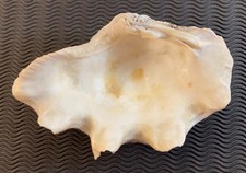 Coquillage BENITIER - 19 cm x