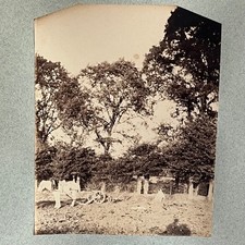Photo albumine contrecollée