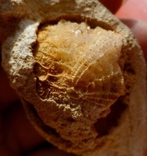 OURSIN FOSSILE JURASSIQUE DE