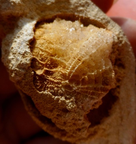 Oursin fossile jurassique - fossile, de