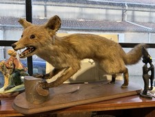 Taxidermie - renard naturalisé / empaillé vintage sur socle