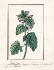 Lamier pourpre lamium - lamier,