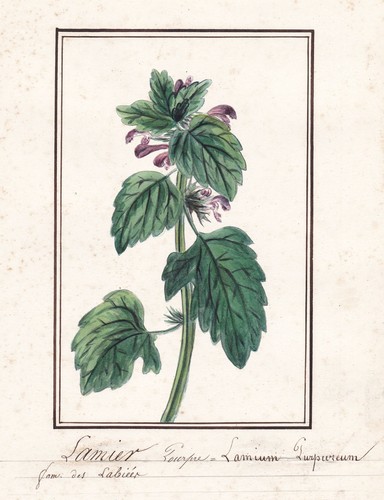 Lamier pourpre lamium - lamier,