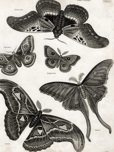 1807 rees cyclopædia superb - 1807, cyclopÆdia,