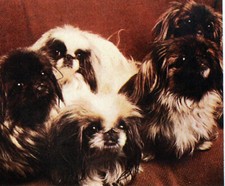 MONACO FEUILLET PHILATÉLIQUE CEF 168 S CHIEN LE SHIH TZU / LHASSA APSO FIRST DAY