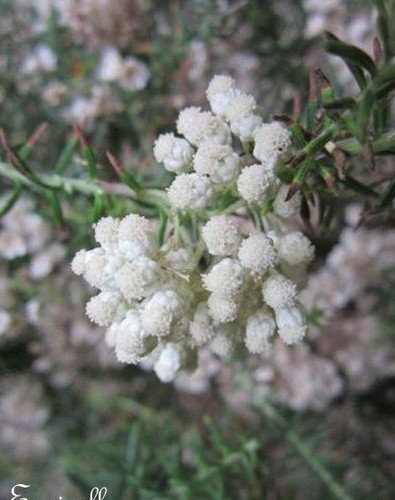 Helichryse ozothamnus - ♫,