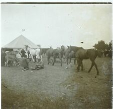 FRANCE Ânes et Chevaux Cirque, Photo Stereo Vintage Plaque Verre VR3L8n10