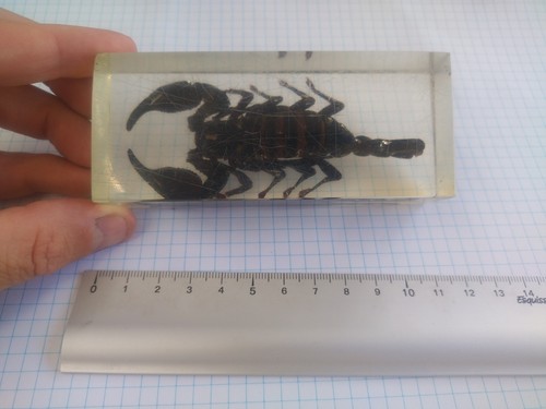 Scorpion véritable sous
