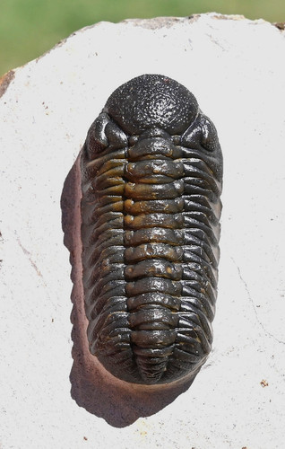 Trilobite fossil phacops sp - trilobite,