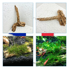 Cholla Wood 21x13CM  holley