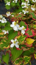 Houttuynia cordata 'Chameleon'