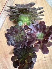 ?AEONIUM   Velour  Bouture XL Racinnées . Succulents . 4 Boutures Racinées