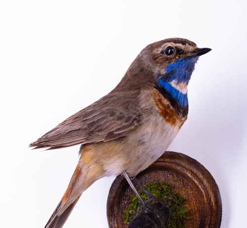 Taxidermy bird bluethroat - taxidermy,