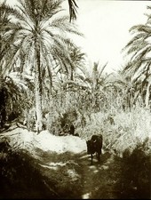 MAGHREB TUNISIE Tozeur Taureau ca 1910, Photo Stereo Vintage Plaque Verre VR3L2n