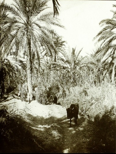 Maghreb tunisie tozeur taureau - tunisie,