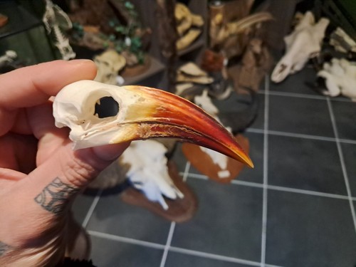 Crâne calao bec rouge - calao,