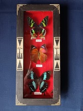 CADRE AVEC 3 PAPILLONS URANIA