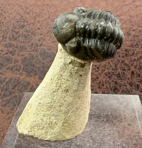 Trilobite sandstone from - trilobite, on