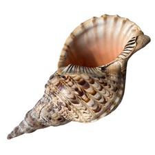 Grand Coquillage Naturel Charonia Tritonis, env. 30 cm Déco Marine ou Collection