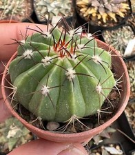 Melocactus actinacanthus (Rio Alabama, CUBA) 4cm - (from Nemény seeds)