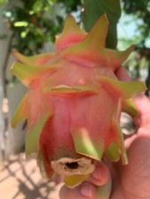 Boutures fruit de dragon variété Tesoro d'espagne