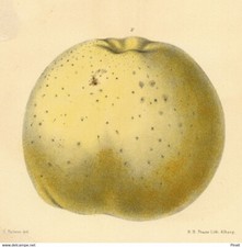 Pomologie Arboriculture Samuel