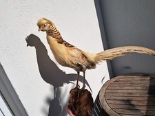 Taxidermie de faisan doré Isabelle ; Chrysolophus Luteus