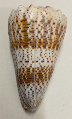 Conus - , (stephanoconus)