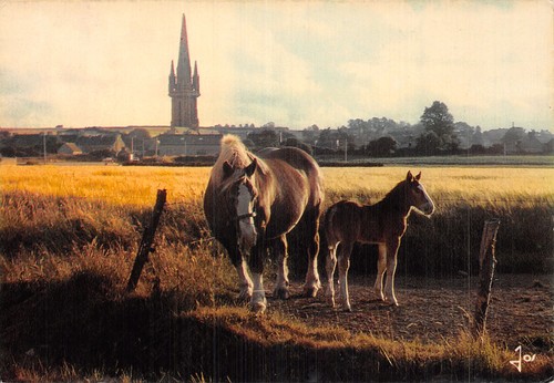 Goulven cheval breton en - goulven,