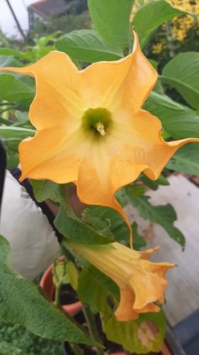 Brugmansia bigaradier - sb,
